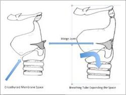 Caulfield image Caulfield image